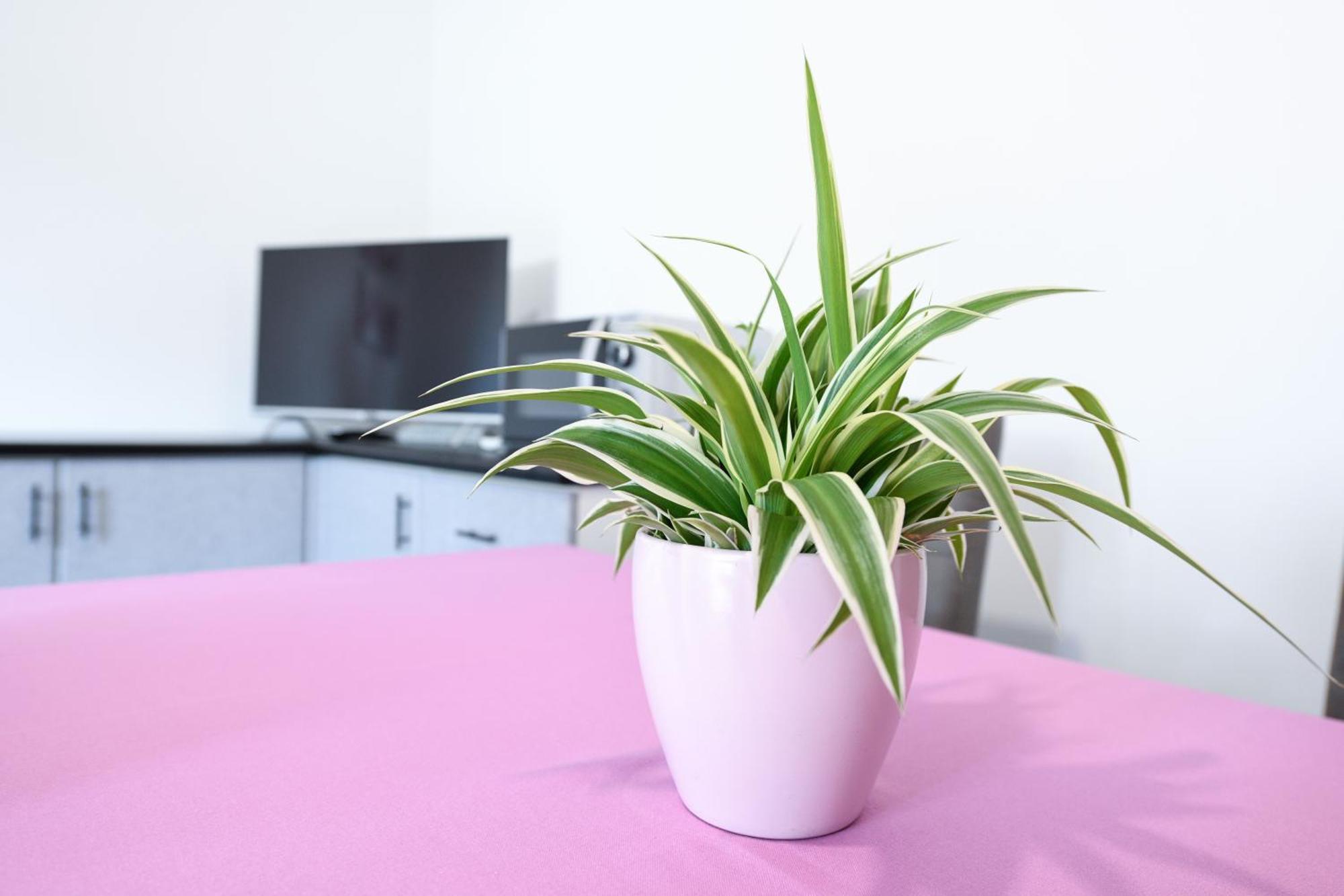 Breeze Apartment Desenzano del Garda Eksteriør bilde